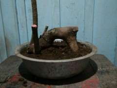 昨天挖的清香木下山桩 好看吗 可以吗