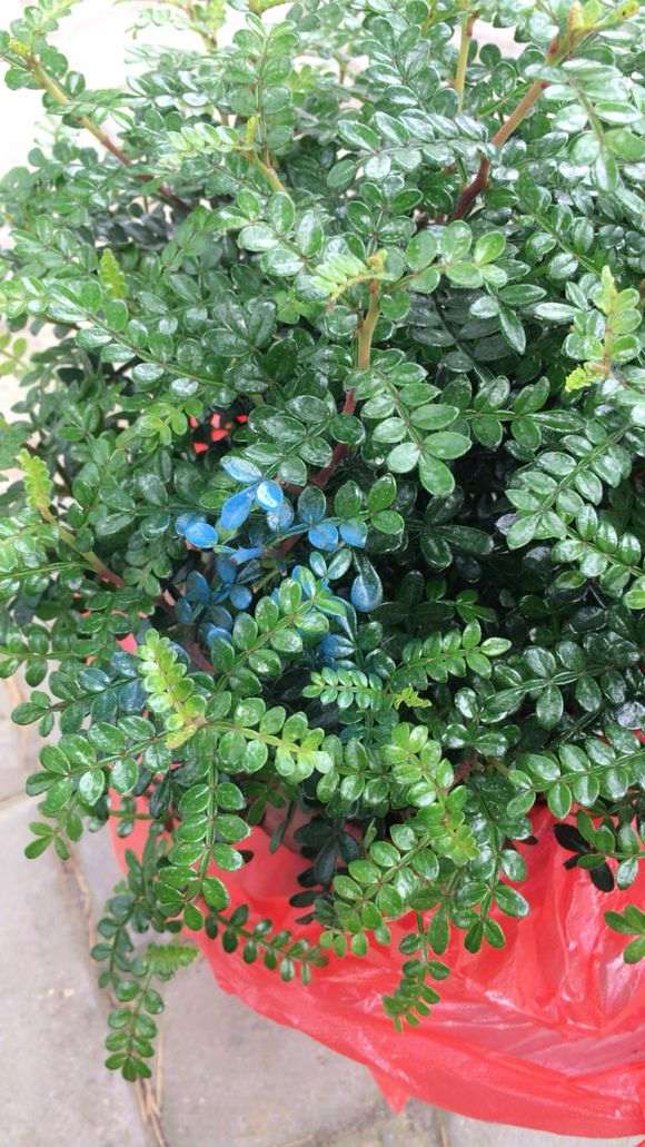 15块钱 买的清香木下山桩 怎么样 图片