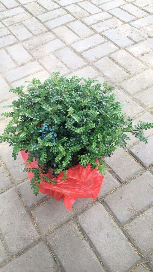 15块钱 买的清香木下山桩 怎么样 图片