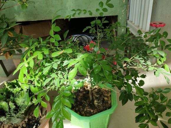 这东西能和清香木下山桩嫁接吗