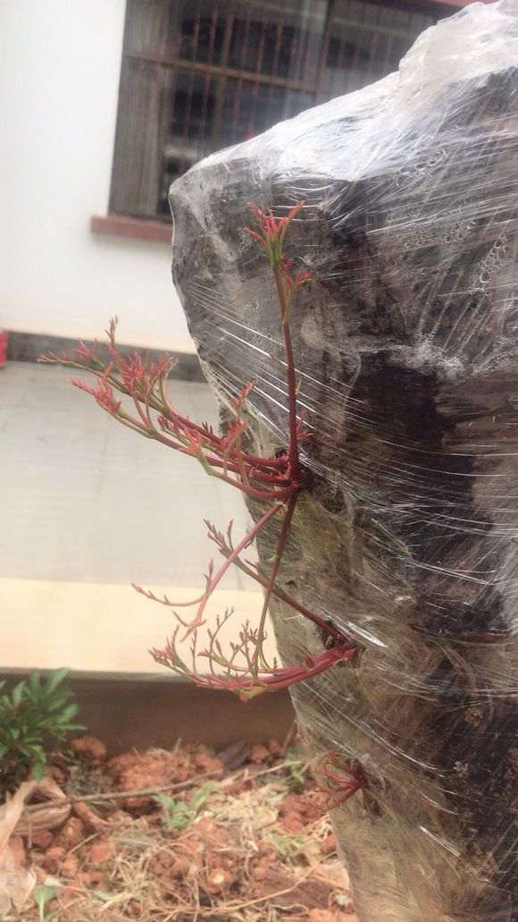 清香木下山桩载了5个月 出芽了 图片