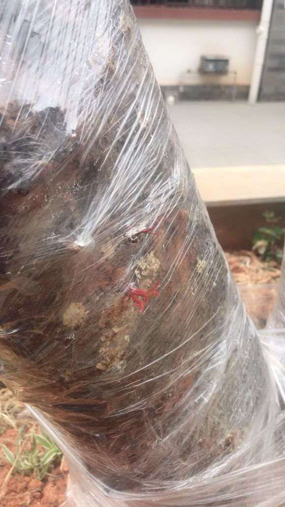 清香木下山桩载了5个月 出芽了 图片