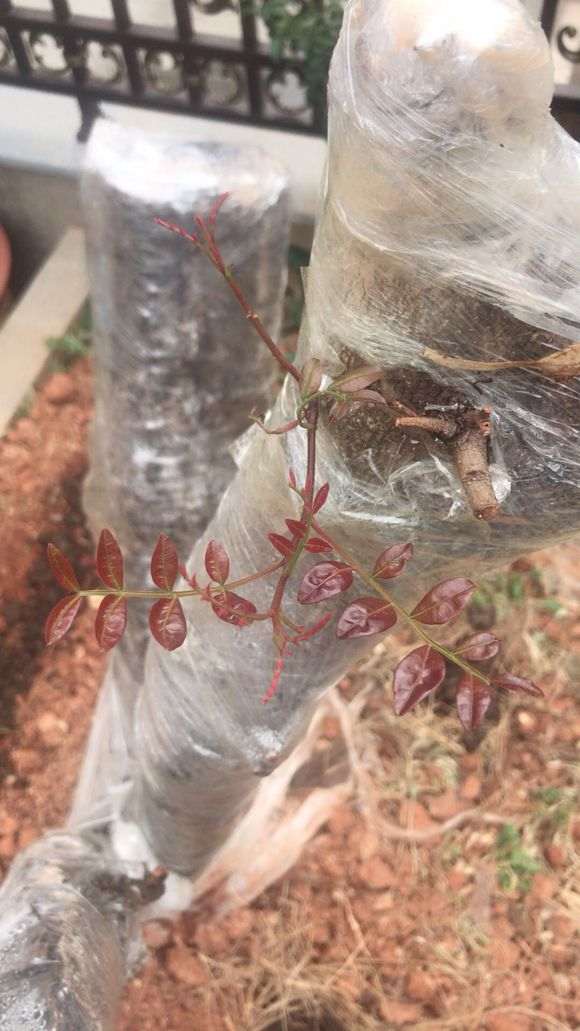 清香木下山桩载了5个月 出芽了 图片