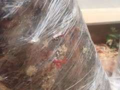 清香木下山桩载了5个月 出芽了 图片