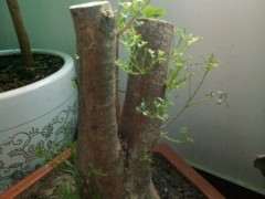 这才是真正的清香木下山桩 不要再被骗了