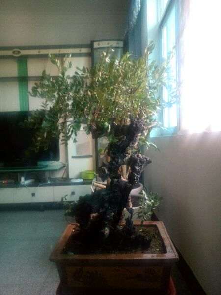 清香木下山桩严重缺水 叶子都卷了 图片