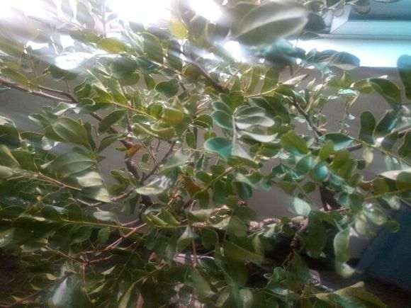 清香木下山桩严重缺水 叶子都卷了 图片