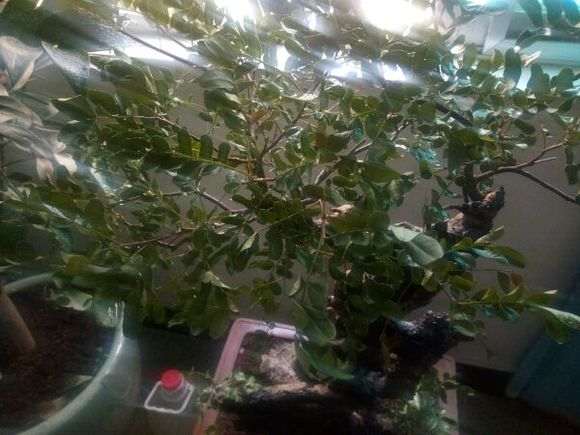 清香木下山桩严重缺水 叶子都卷了 图片