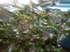 清香木下山桩严重缺水 叶子都卷了 图片