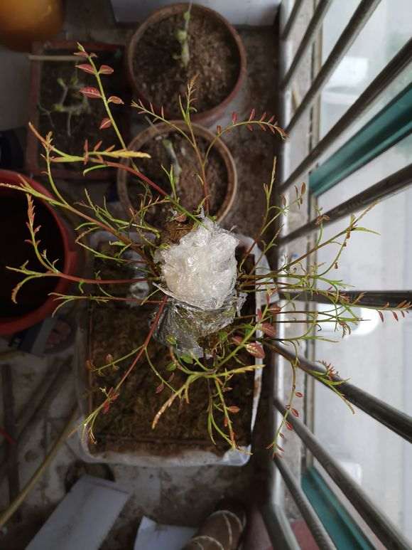 为什么清香木下山桩出水芽 不会活 图片