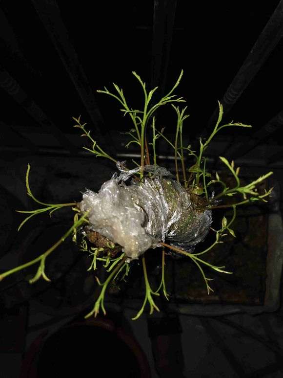 为什么清香木下山桩出水芽 不会活 图片