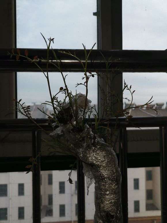 为什么清香木下山桩出水芽 不会活 图片