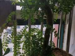 为什么清香木下山桩 先长根后发芽 图片