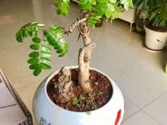 为什么清香木下山桩有香味吗 图片