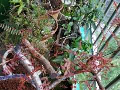 清香木下山桩缠膜1个月 出芽了 图片