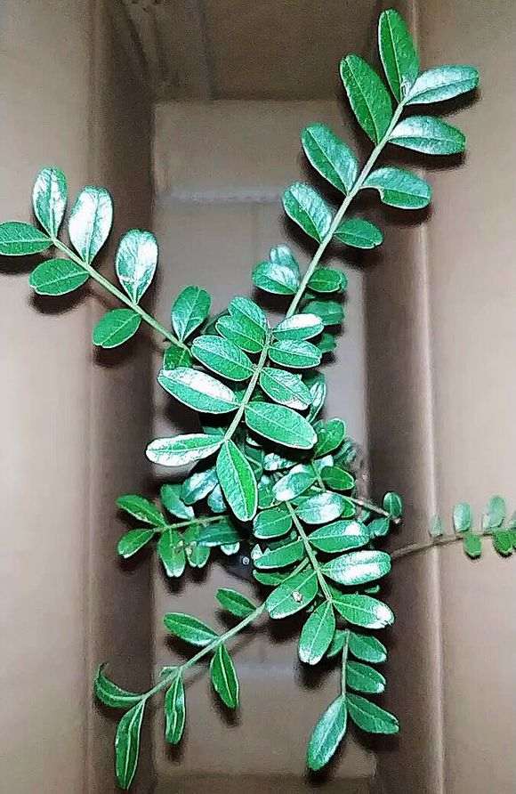 新手请教 清香木下山桩易活吗 图片