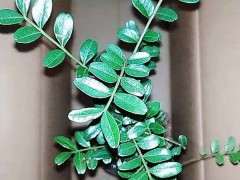 新手请教 清香木下山桩易活吗 图片