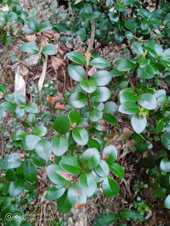 为什么清香木下山桩的叶子比较长 图片