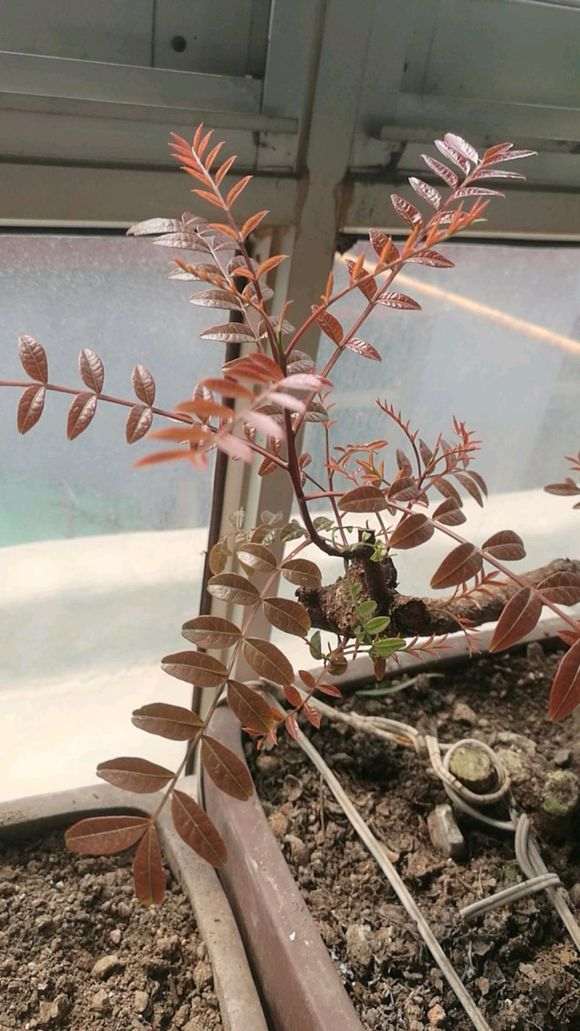 为什么清香木下山桩的叶子比较长 图片