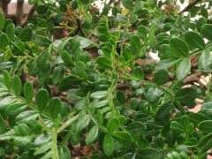 为什么清香木下山桩的叶子比较长 图片