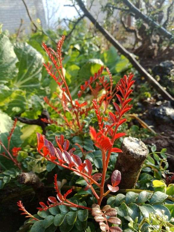 其实真清香木下山桩也不贵 不要被骗了