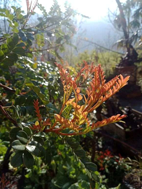 其实真清香木下山桩也不贵 不要被骗了