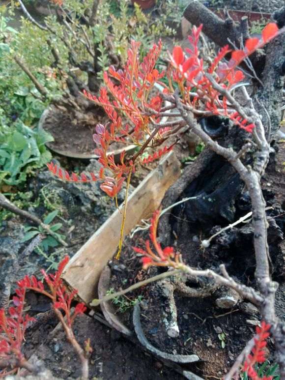 其实真清香木下山桩也不贵 不要被骗了