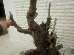 两个多月的清香木下山桩 纯沙养的 图片