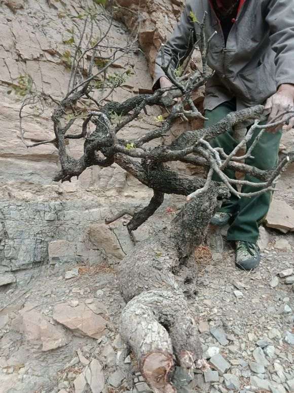 为什么清香木下山桩根多更容易死 图片