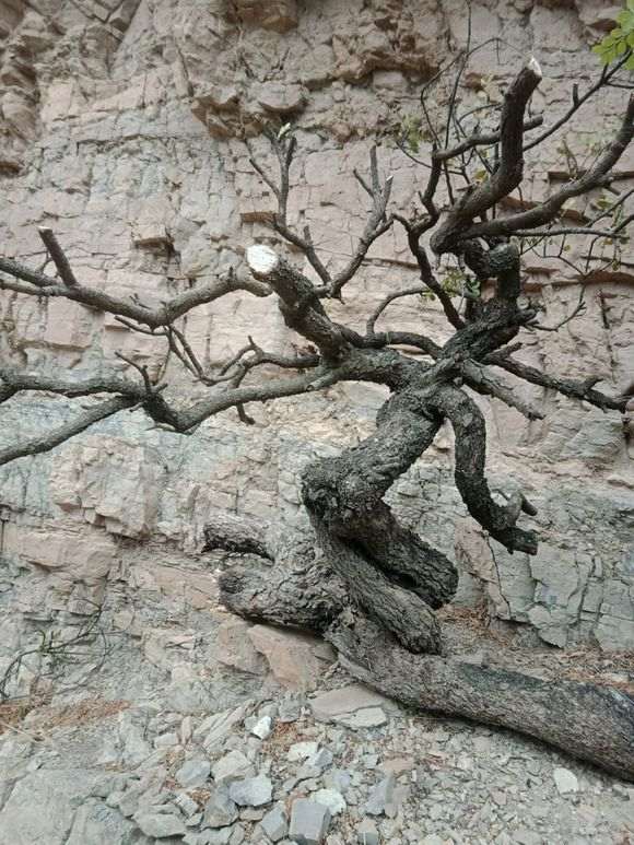 为什么清香木下山桩根多更容易死 图片