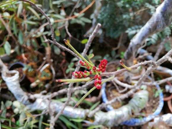 清香木下山桩每年有几次花期 图片