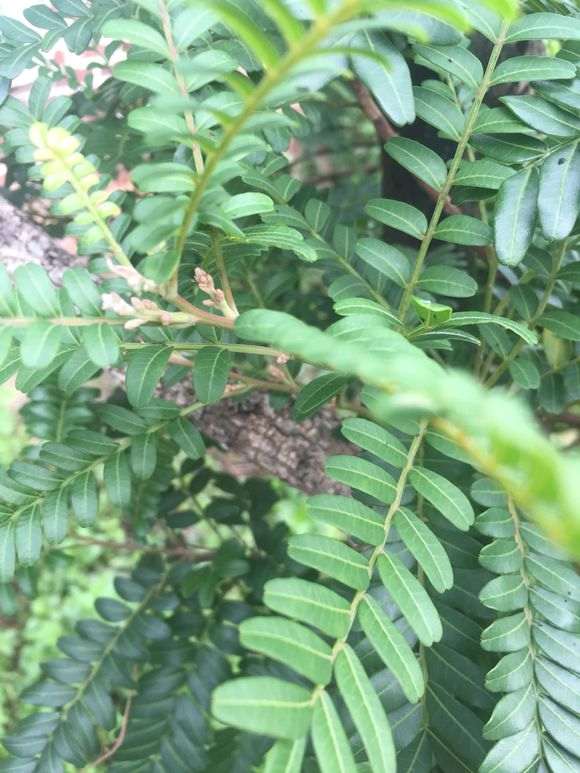 清香木下山桩每年有几次花期 图片