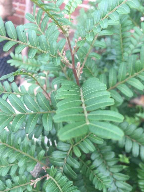 清香木下山桩每年有几次花期 图片