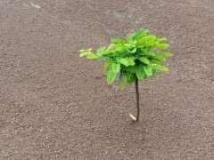 请教盆友们 这两棵是什么下山桩 图片