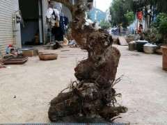 今天挖的桩云南清香木下山桩 可以吗