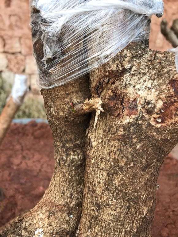 为什么清香木下山桩发芽是绿的 图片