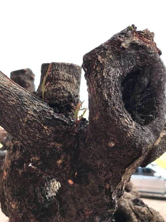 为什么清香木下山桩发芽是绿的 图片