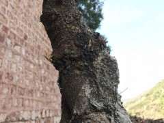 为什么清香木下山桩发芽是绿的 图片