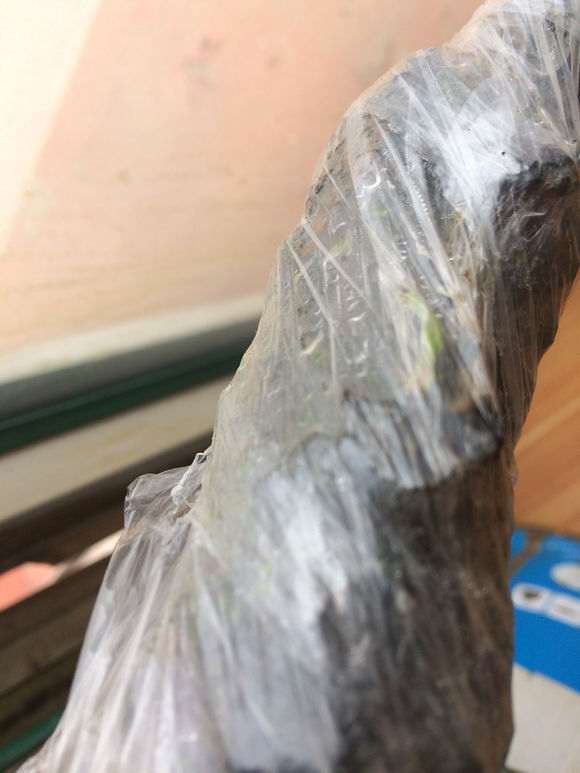 清香木下山桩怎么移植的方法 图片