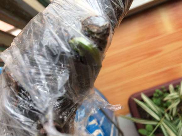 清香木下山桩怎么移植的方法 图片