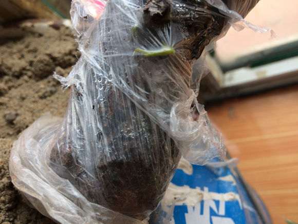 清香木下山桩怎么移植的方法 图片