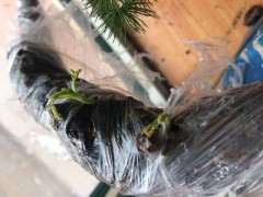 清香木下山桩怎么缠膜移植的方法 图片