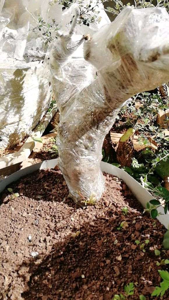 清香木下山桩套袋晒了2天 芽枯了 怎么办