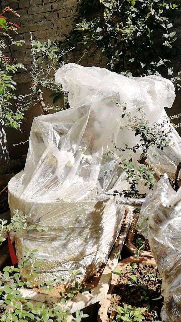 清香木下山桩套袋晒了2天 芽枯了 怎么办