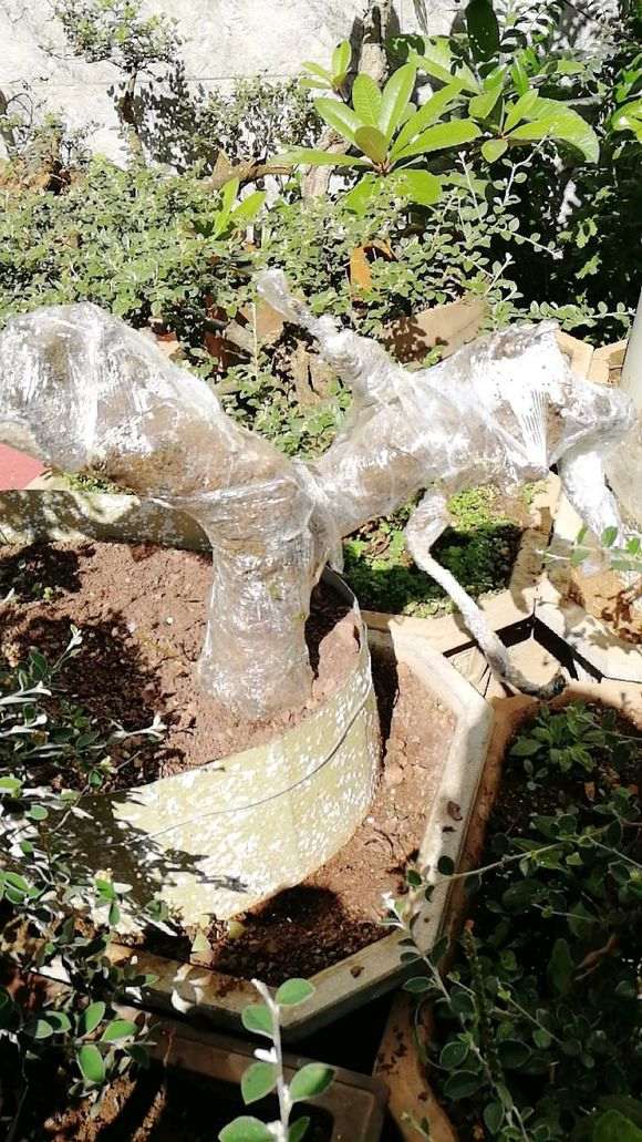 清香木下山桩套袋晒了2天 芽枯了 怎么办