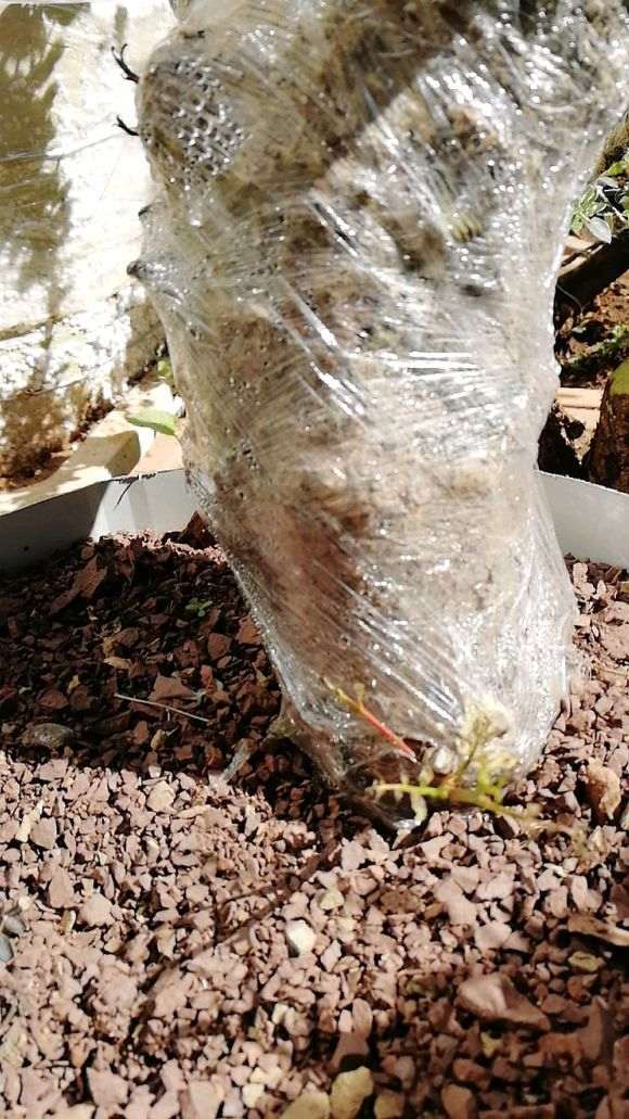 清香木下山桩套袋晒了2天 芽枯了 怎么办