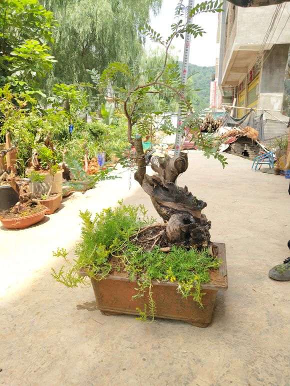 这棵清香木下山桩 1200元价格 贵吗 图片
