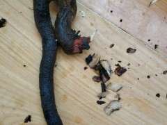 清香木下山桩这种情况还能活吗 图片