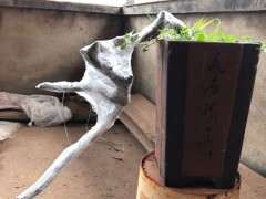 3个月了 清香木下山桩还不来芽 会不会死了