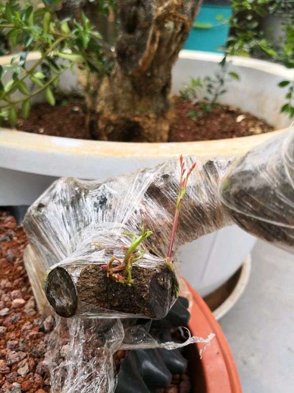 2棵清香木下山桩都发芽了 怎么样 图片